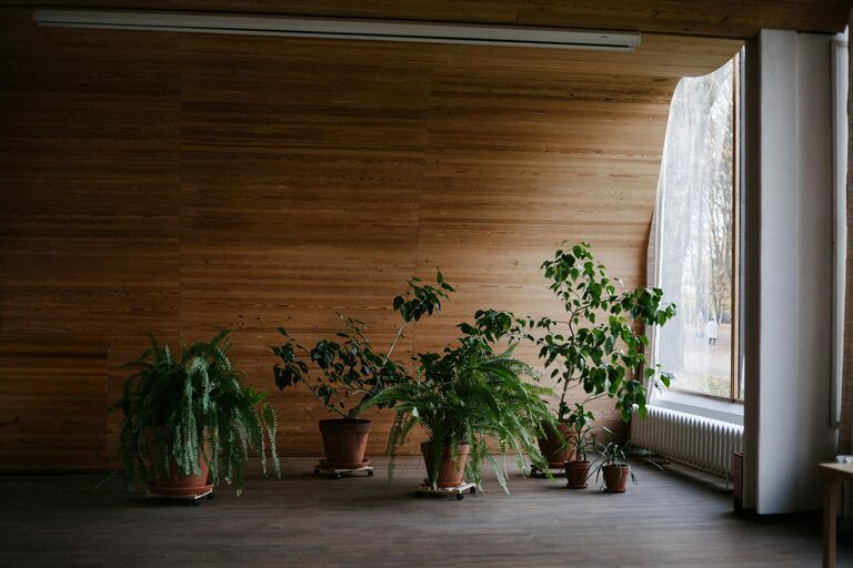 Post: Ghid pentru alegerea plantei de interior potrivite pentru casa ta
